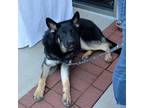 Adopt Maggie 2018-031 a German Shepherd Dog / Mixed dog in Gainesville
