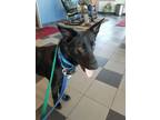 Adopt Midnight 2016-068 a Black - with White German Shepherd Dog / Mixed dog in