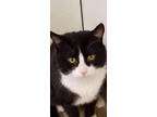 Adopt Kristoff a Domestic Shorthair / Mixed (short coat) cat in Bourbonnais