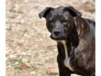 Adopt Rhea a Brindle Labrador Retriever / Mixed dog in Poland, IN (15133038)