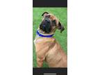 Adopt Penny a Red/Golden/Orange/Chestnut Cane Corso / Mixed dog in Westville