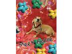 Adopt Noelle a Red/Golden/Orange/Chestnut Dachshund / Mixed dog in San Antonio