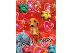 Adopt Magi a Red/Golden/Orange/Chestnut Dachshund / Mixed dog in San Antonio