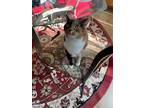 Adopt Meghan a Calico or Dilute Calico Domestic Shorthair / Mixed (short coat)