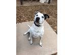 Adopt BaileyA a Dalmatian / Mixed dog in Fort Collins, CO (29135732)