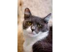 Adopt Juniper a Gray, Blue or Silver Tabby Domestic Shorthair / Mixed (short