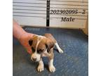 Adopt Dubois Puppy #2 - Grant Parish a Black Coonhound / Mixed Breed (Medium) /