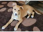 Adopt Harriet a American Staffordshire Terrier / Siberian Husky / Mixed dog in