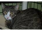 Adopt Graycie a White Domestic Mediumhair / Mixed (medium coat) cat in Morgan