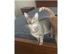 Adopt Lilly a Gray, Blue or Silver Tabby Domestic Shorthair / Mixed (short coat)