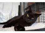 Adopt Baldwyn a All Black Domestic Shorthair / Mixed (short coat) cat in