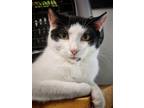 Adopt Presley a Black & White or Tuxedo Domestic Shorthair / Mixed (short coat)