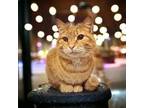 Adopt Maizy a Orange or Red Domestic Shorthair / Mixed (short coat) cat in