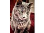 Adopt Sheridan a Tortoiseshell Domestic Shorthair / Mixed (short coat) cat in