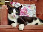 Adopt Glacier a Black & White or Tuxedo Domestic Shorthair / Mixed (short coat)