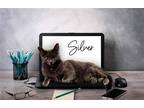 Adopt Silver (FELV+ Foster Kitty) a Gray or Blue Domestic Shorthair / Mixed