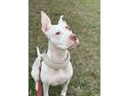 Adopt Snow a White - with Tan, Yellow or Fawn Pit Bull Terrier / Mixed dog in