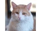 Adopt Leo Decatmeow a Tan or Fawn Tabby Domestic Shorthair / Mixed cat in Kanab