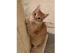 Adopt Cosmo a Orange or Red (Mostly) Domestic Shorthair / Mixed (short coat) cat