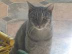 Adopt Tigger a Brown Tabby Domestic Shorthair / Mixed (short coat) cat in