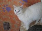 Adopt Iris a White Domestic Shorthair / Mixed (short coat) cat in Littlerock -