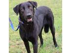Adopt Dewey JuM a Black Labrador Retriever / Mixed dog in Richfield