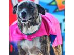 Adopt Daphne JuM a Brindle Catahoula Leopard Dog / Labrador Retriever / Mixed