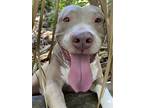 Adopt Mawana a Tan/Yellow/Fawn - with White American Pit Bull Terrier / Mixed