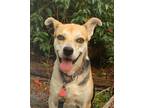 Adopt Joey a Tricolor (Tan/Brown & Black & White) Foxhound / Shepherd (Unknown