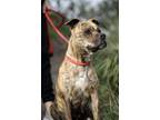 Adopt Bonita a American Pit Bull Terrier / Mixed dog in Pomona, CA (37598860)