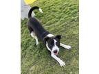 Adopt Thumper a American Staffordshire Terrier / Mixed dog in Tulare