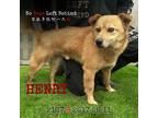Adopt Henry 2167 a Brown/Chocolate Labrador Retriever / Mixed Breed (Medium) /