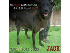 Adopt Jack 7292 a Black Labrador Retriever / Border Collie / Mixed dog in