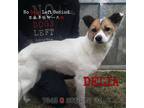 Adopt Delia 7343 a White - with Tan, Yellow or Fawn Rat Terrier / Mixed Breed