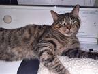 Adopt Boris a Brown Tabby Domestic Shorthair / Mixed (short coat) cat in