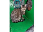 Adopt Tatiana a Brown Tabby Domestic Shorthair / Mixed (short coat) cat in