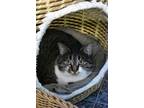 Adopt Toothpick a Brown Tabby Domestic Shorthair / Mixed (short coat) cat in