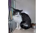 Adopt Wesley a Brown Tabby Domestic Shorthair / Mixed (short coat) cat in