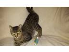Adopt Rusty a Brown Tabby Domestic Shorthair / Mixed (short coat) cat in