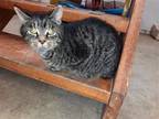 Adopt Victor a Brown Tabby Domestic Shorthair / Mixed (short coat) cat in
