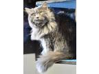Adopt Shadow a Gray or Blue Domestic Longhair / Mixed (long coat) cat in