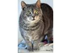 Adopt Filene a Gray, Blue or Silver Tabby Domestic Shorthair / Mixed (short