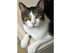 Adopt LB a Brown Tabby Domestic Shorthair / Mixed (short coat) cat in Iroquois