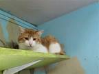 Adopt Jingle a Orange or Red (Mostly) Domestic Shorthair / Mixed (short coat)