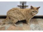 Adopt Ichabod a Orange or Red Domestic Shorthair / Mixed (short coat) cat in