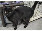 Adopt Henry a All Black Domestic Shorthair / Mixed (short coat) cat in Iroquois