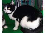 Adopt Heidi a Black & White or Tuxedo Domestic Shorthair / Mixed (short coat)