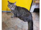 Adopt Holly a Brown Tabby Domestic Shorthair / Mixed (short coat) cat in