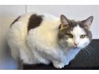 Adopt Tinker a Gray or Blue (Mostly) Domestic Shorthair / Mixed (short coat) cat