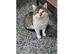 Adopt Fenway a Brown Tabby Domestic Shorthair / Mixed (short coat) cat in